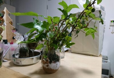 画像有り- セイヨウキヅタ 観葉