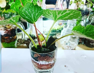 画像有り- ユキノシタ 観葉植物